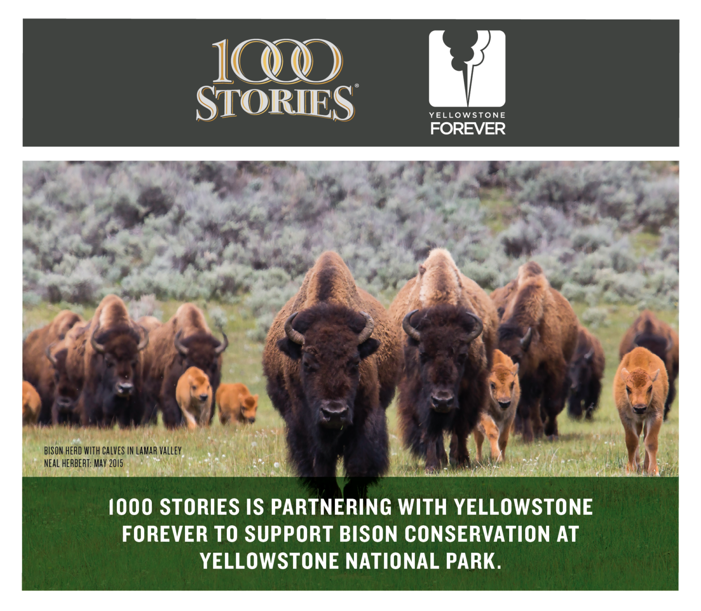 As a proud 2023 corporate partner of Yellowstone Forever, 1000 Stories will be supporting efforts to rehome Yellowstone-origin bison to Native American Tribes and support the ecological and cultural conservation of this iconic species.